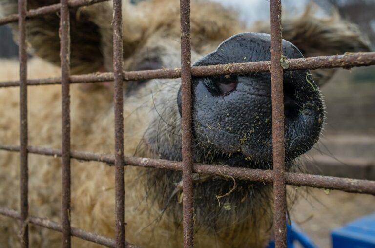 Photo Reduction of expenses on animals